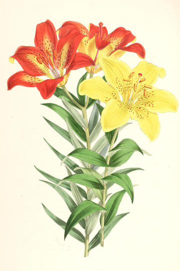 tent（tent是什么意思）